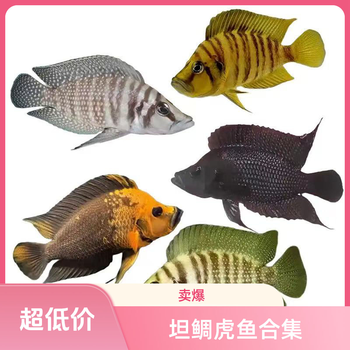 三湖慈鲷坦鲷虎金头虎黑喷虎热带观赏鱼白喷虎面具虎柠檬虎好养活