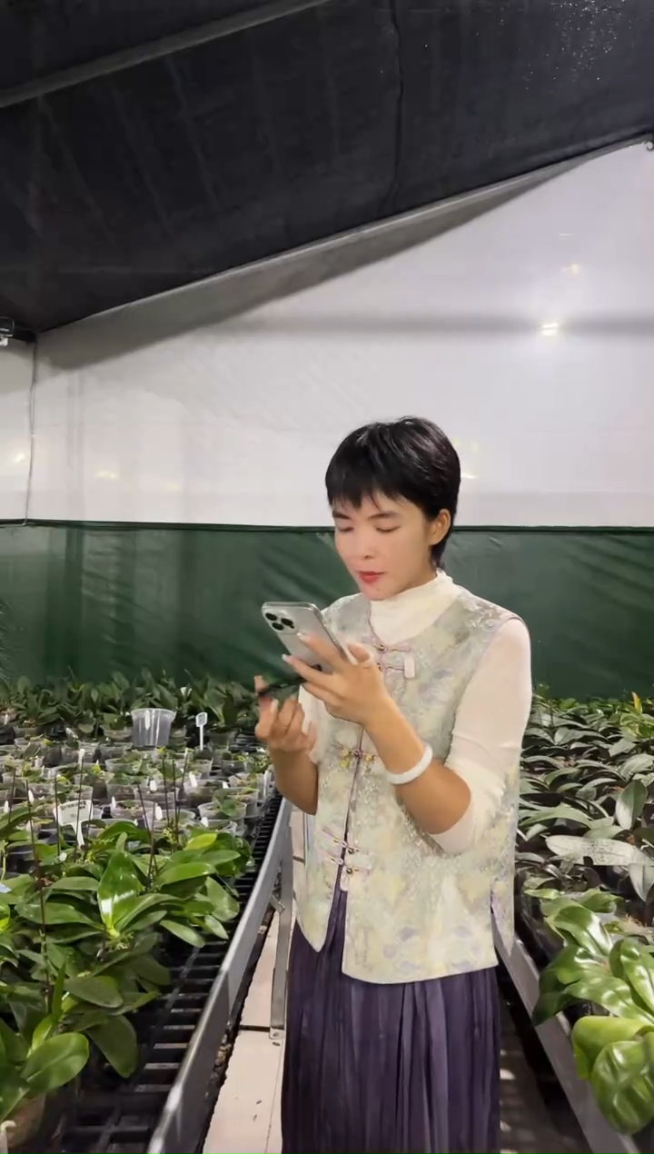 当前无花栽培后可以开花啊****6蘑菇盾交蓝珍妮