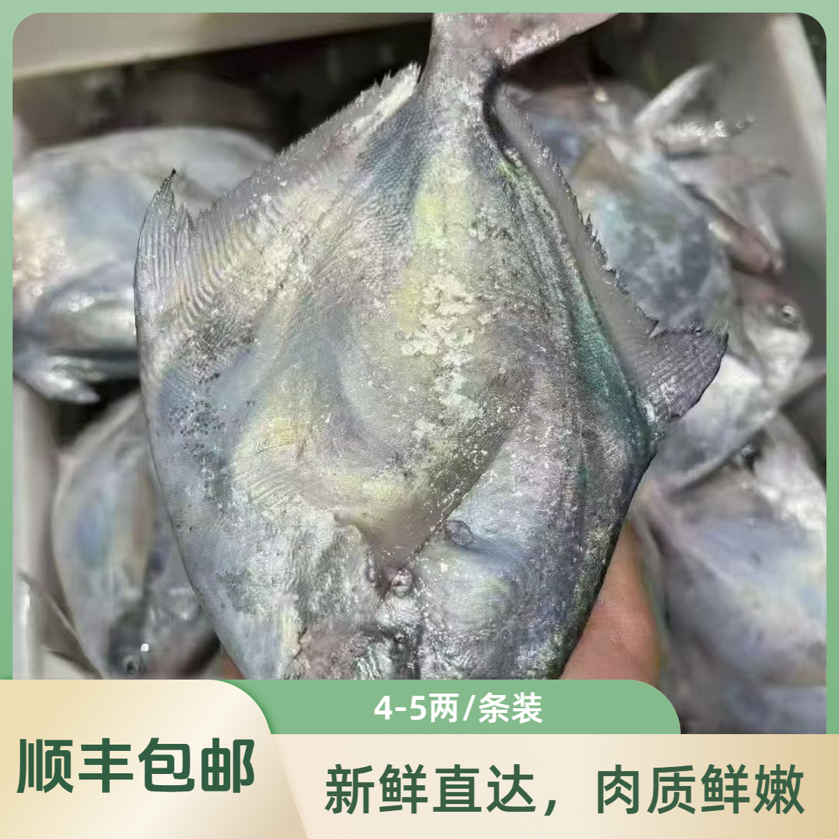 【江浙沪鲜发】东海野生大银鲳鱼白鲳鱼4-5两/条装 舟山发货