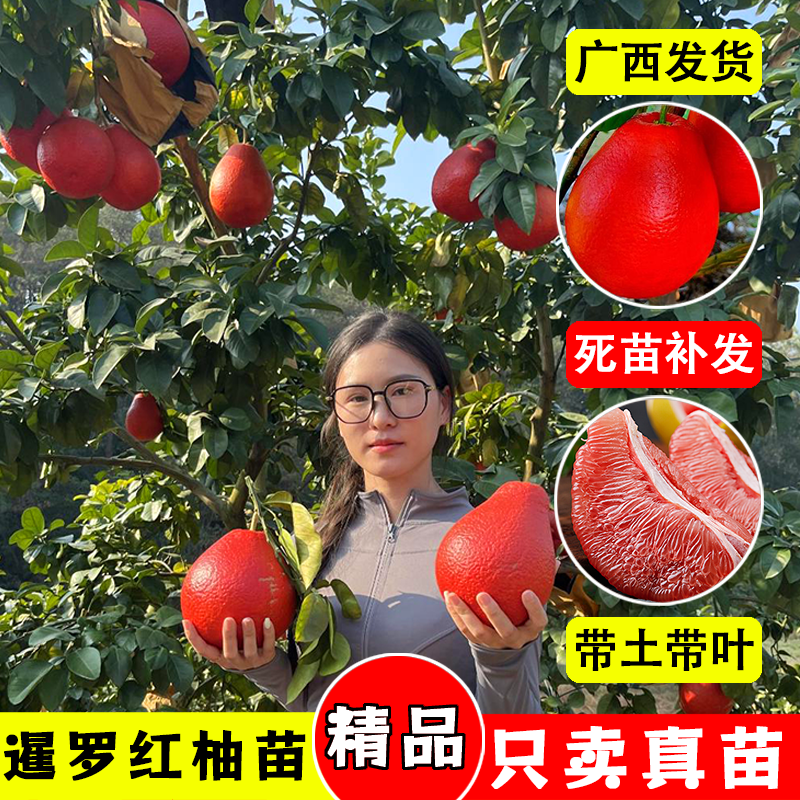 精品暹罗红柚子树苗大果纯甜嫁接耐寒耐热南北方阳台庭院当年结果