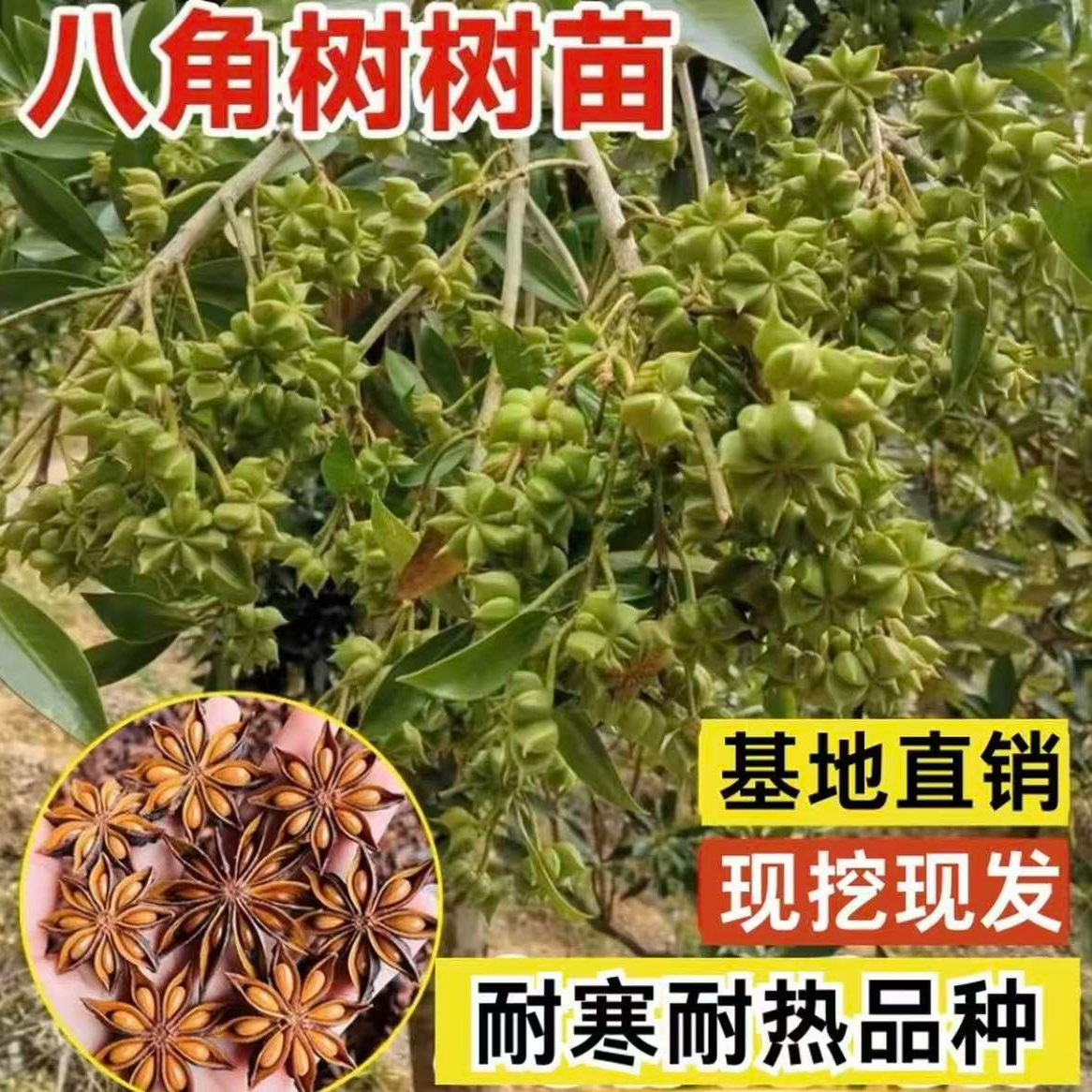 大红袍八角树苗 现挖现发耐寒耐热盆栽地栽四季种植树苗