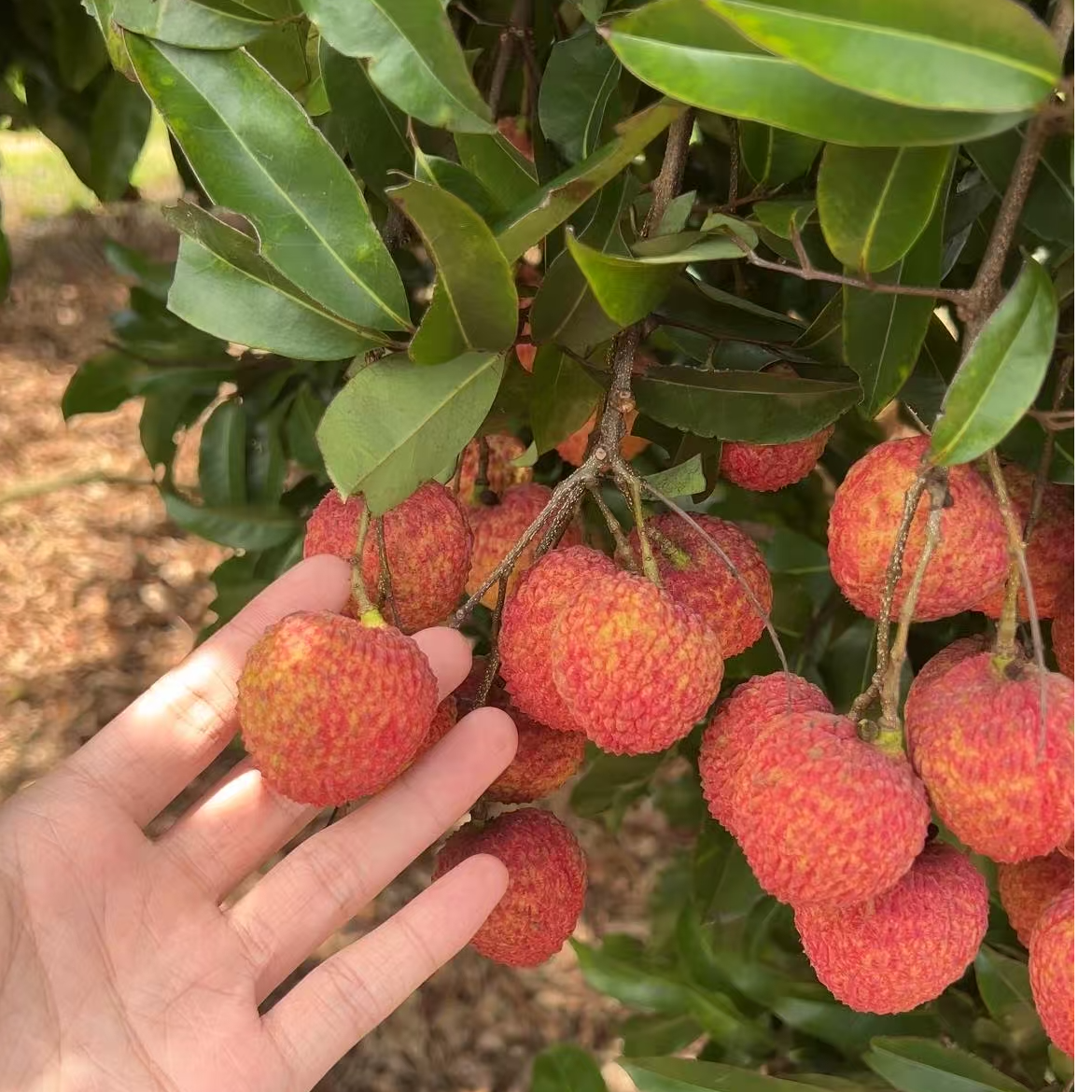 【广东桂味荔枝 到手五斤】新鲜现摘现发肉厚香甜冷链包邮