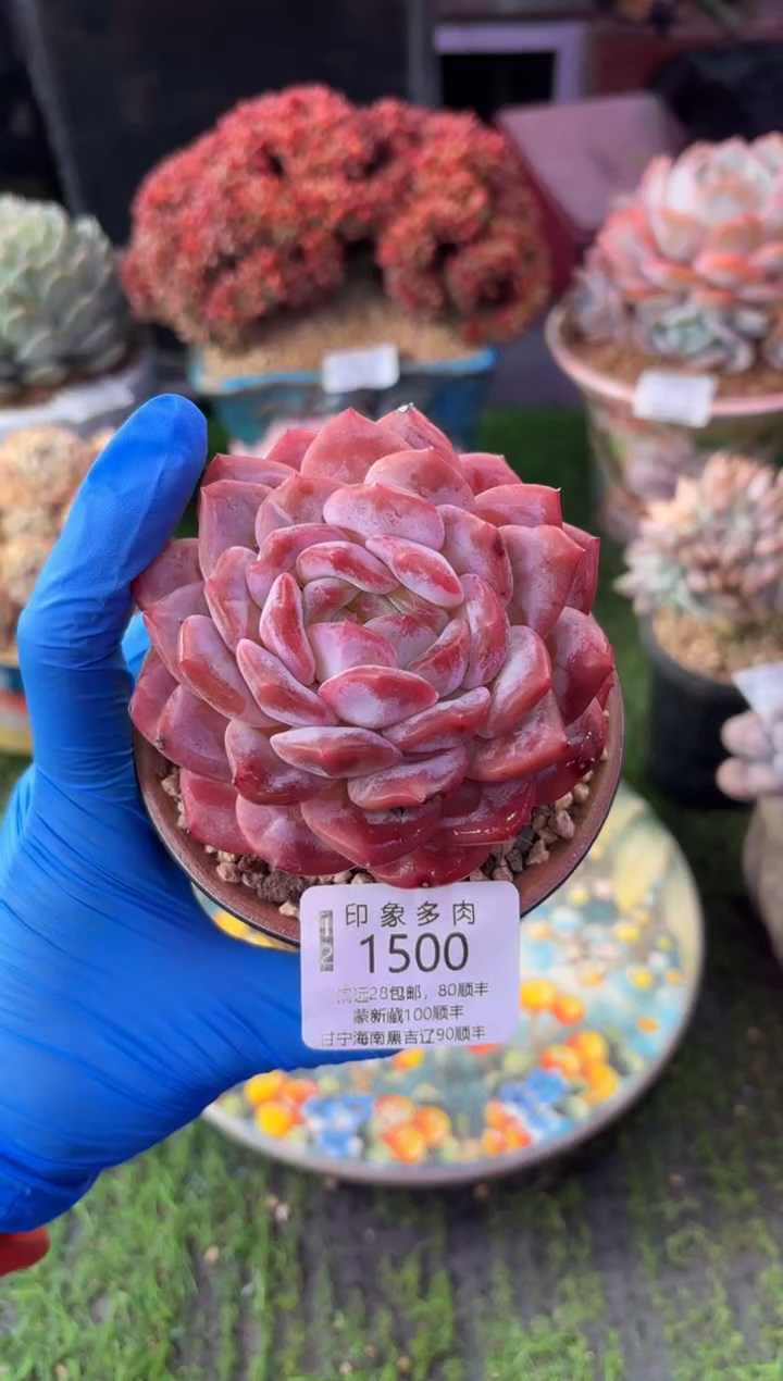 昆明印象多肉1500