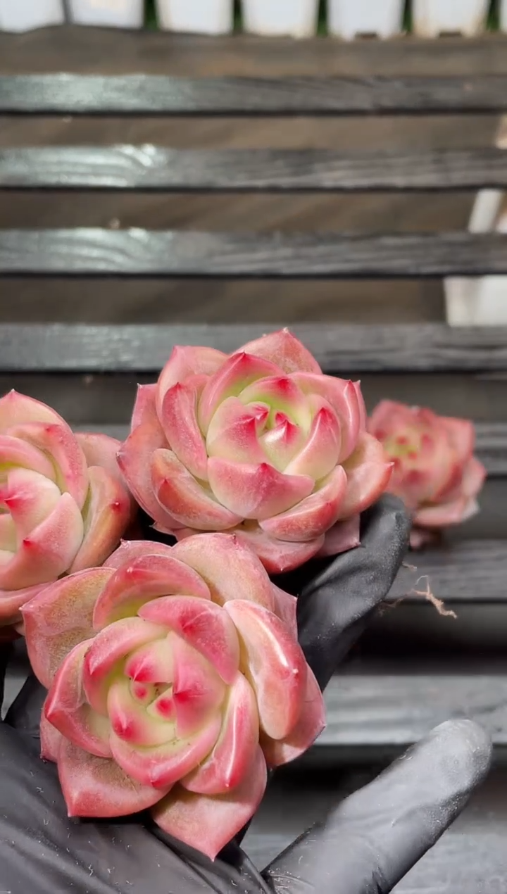 31-40 狂热3-4厘米量拍发一颗