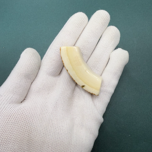 E6218天然猛犸牙牙尖支持鉴定 假一罚四