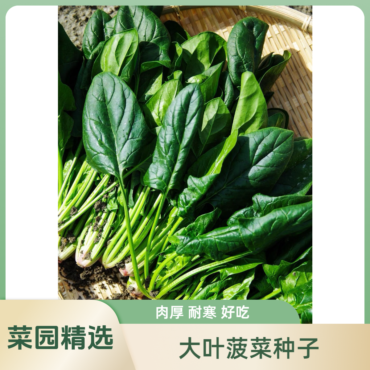 大叶波菜种子叶片肥厚耐热耐寒阳台菜园精选
