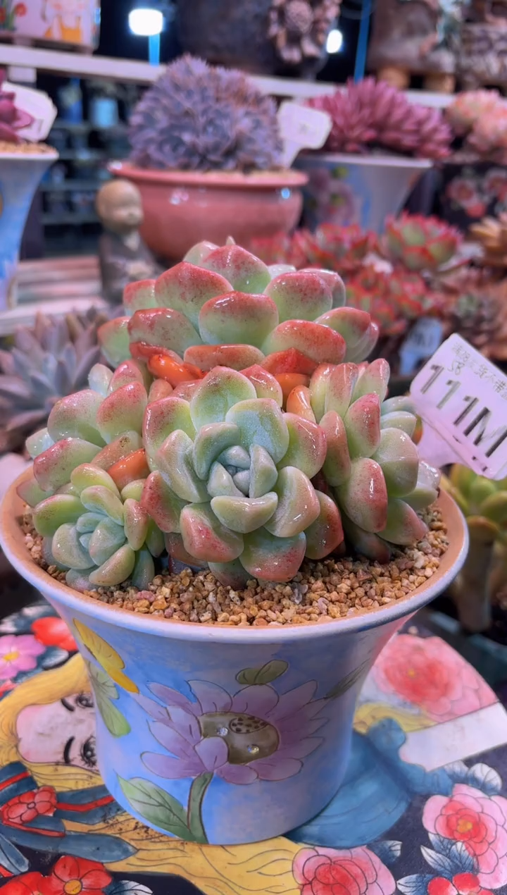 111MMM（满28发货）