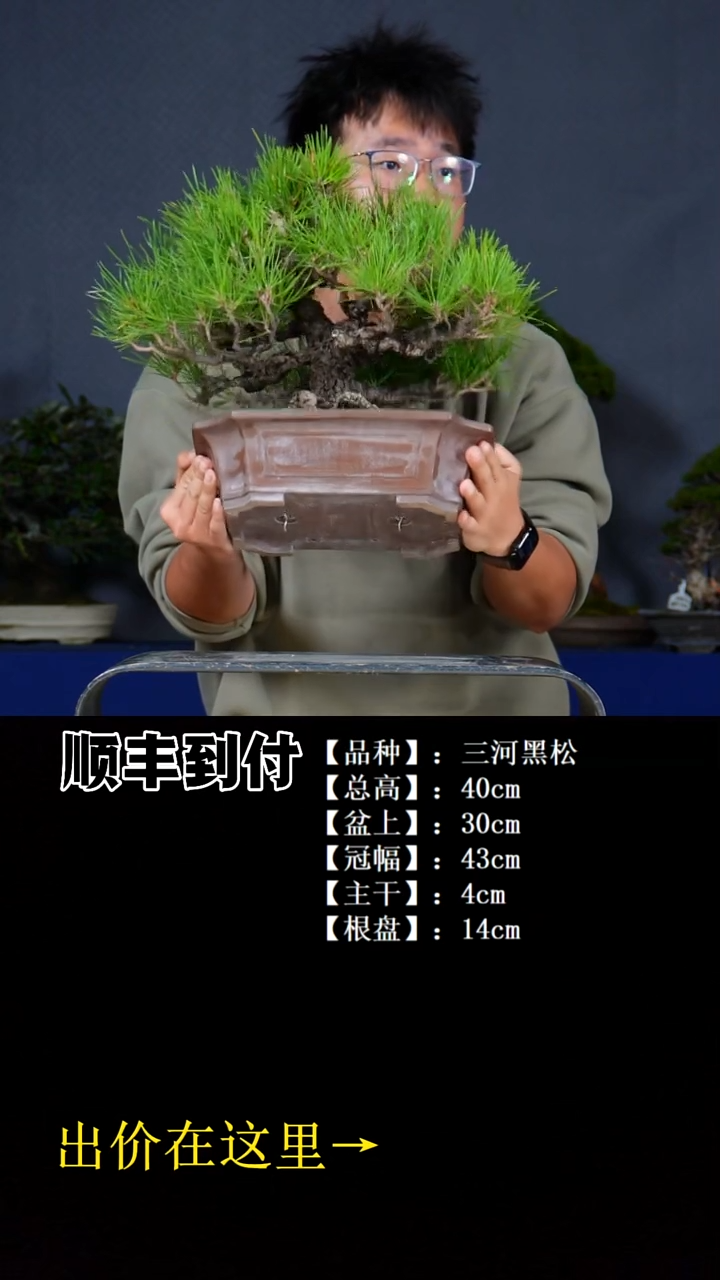 无花朵三河黑松bubaoyou