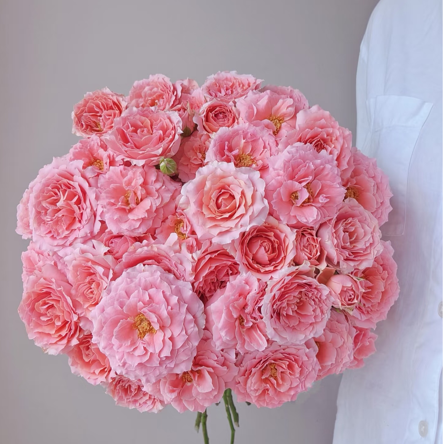  【粉色拉拉队】多头玫瑰（全场同一地址两单顺丰冷链包邮噢~）