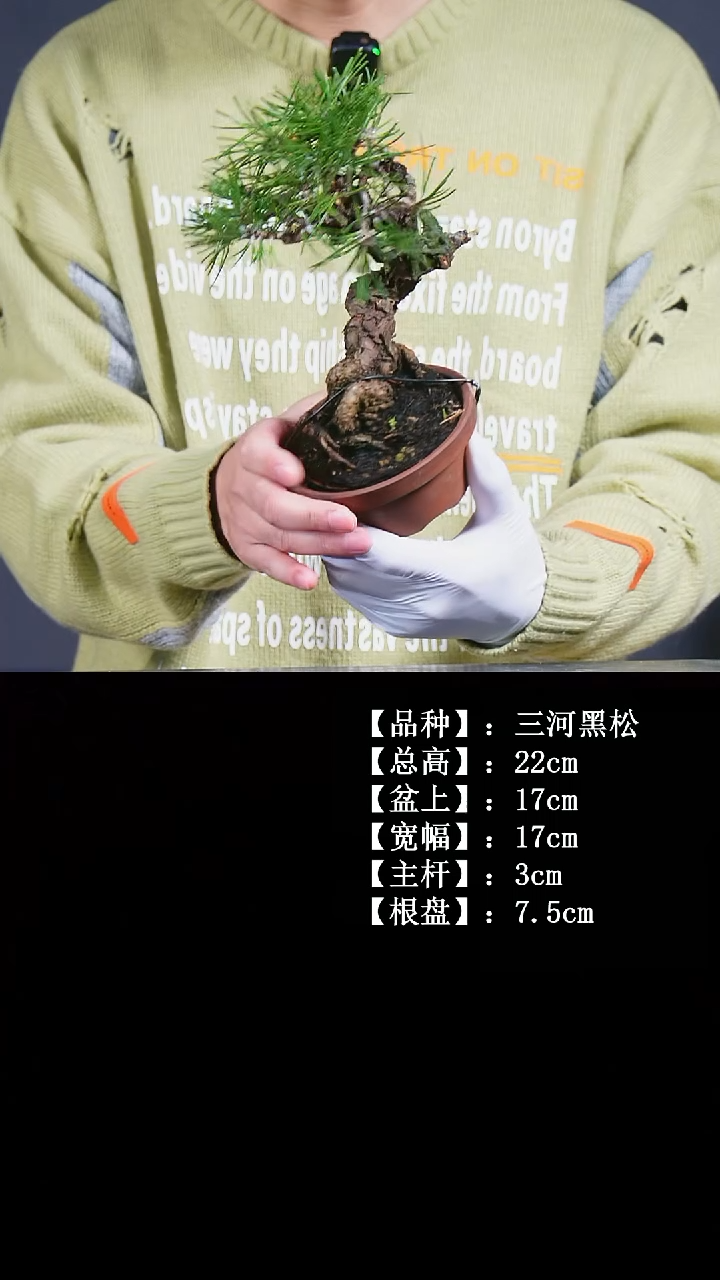 以实际为准C070 三河黑松 不包邮