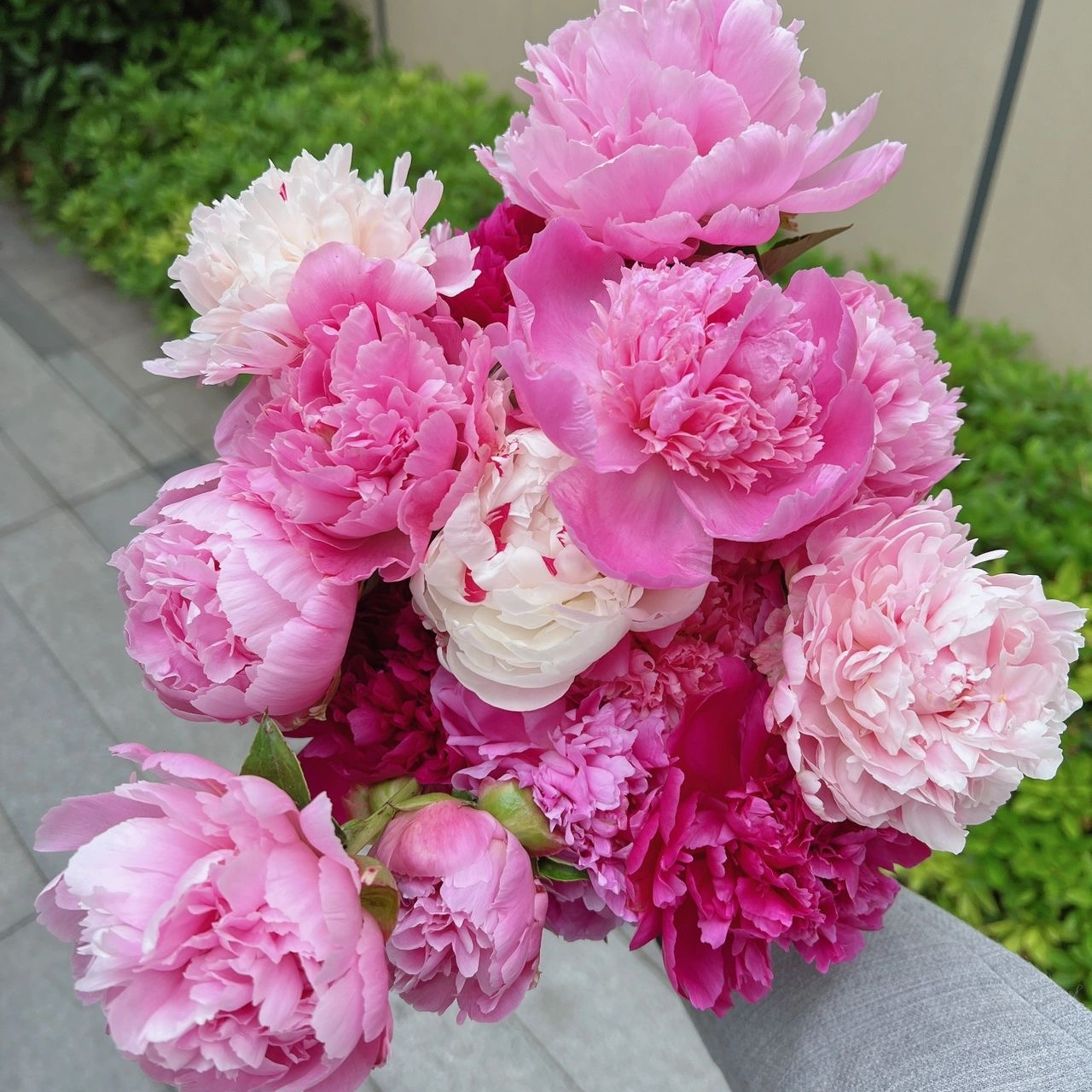 【预售】山东千层重版大芍药基地直发