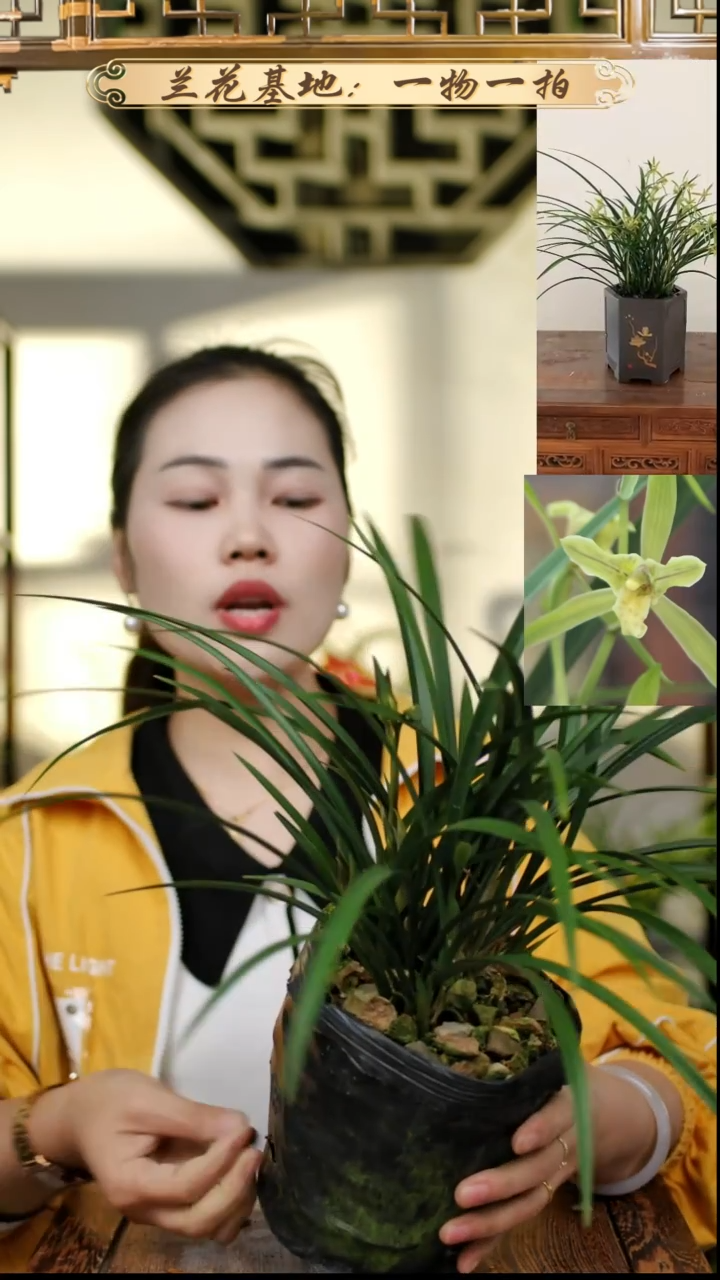 完全开放青翠蕊蝶