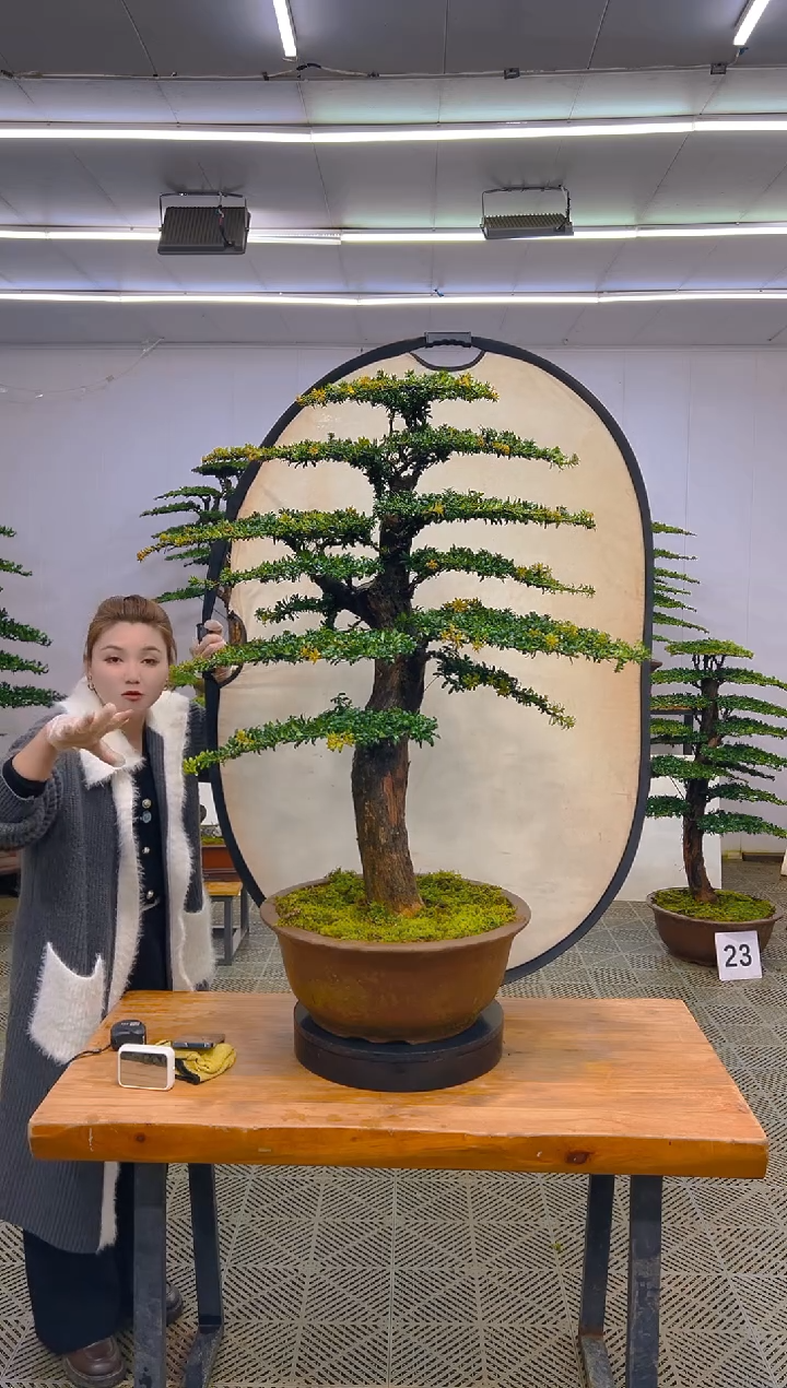 无花朵一物一拍一物一拍