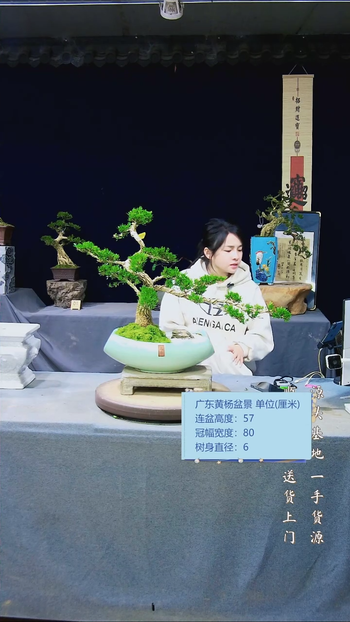 【闪购商品】雀舌黄杨盆景雀舌黄杨盆景