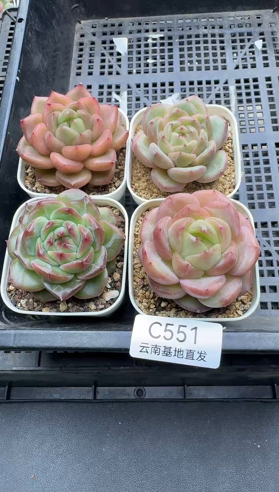 珍妮杂交多肉C551