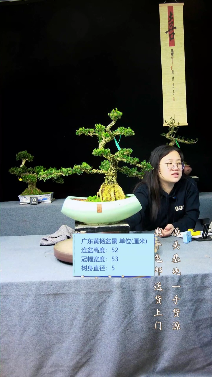 【闪购商品】黄杨盆景黄杨盆景