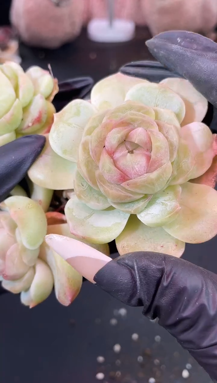 闪购1233 小西米多肉一颗  