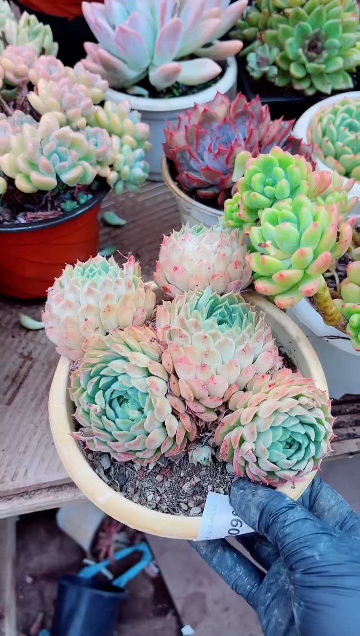 10098多肉植物一物一拍
