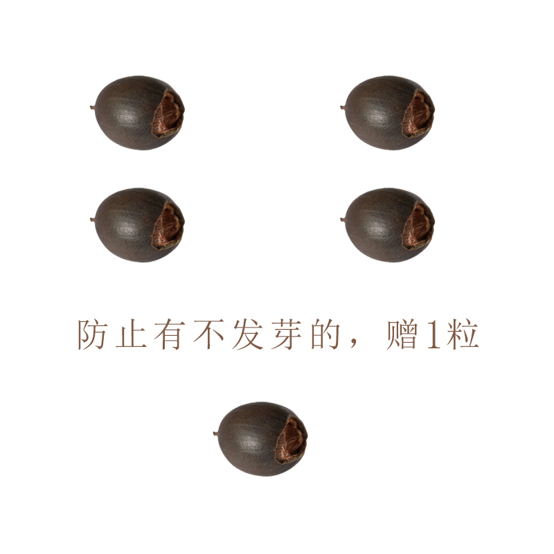 5粒微莲迷你荷花种子