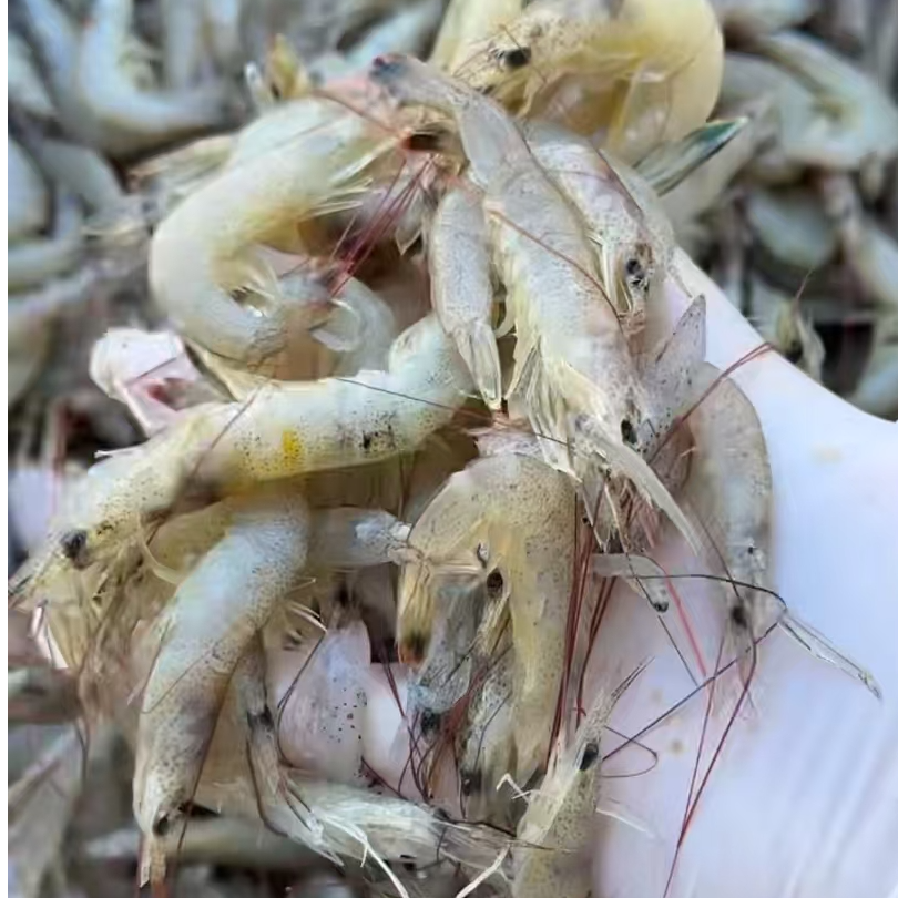 大连长海县小虾纯原浆无泡水二斤