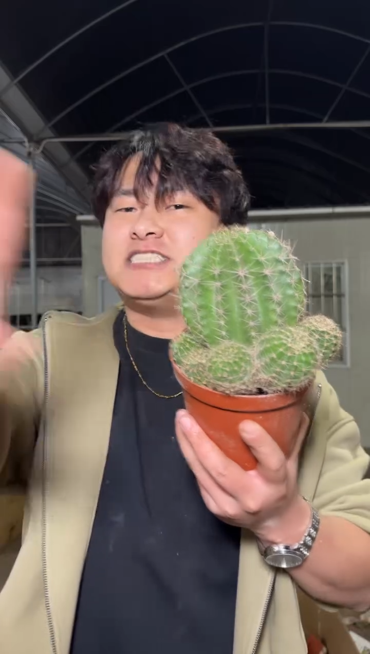 3颗 大金刚彩草杂交 不指定带崽