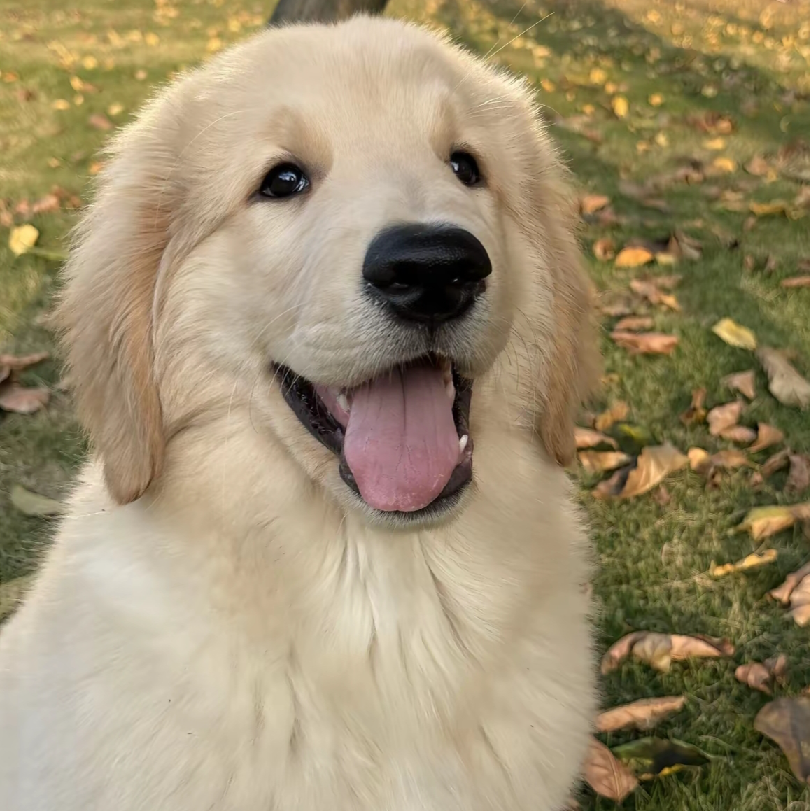 璐璐金毛萨摩耶比熊阿拉活体链接