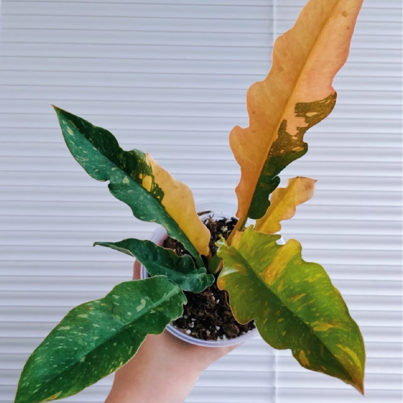 【热植馆】火之戒锦蔓绿绒好养ins风带植物绿植花卉植物室内