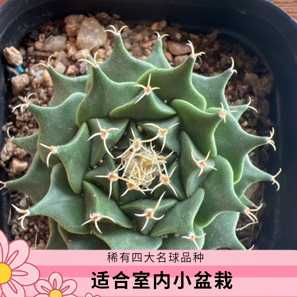 实生帝冠仙人球小苗稀有四大名球开花防辐射室内小盆栽