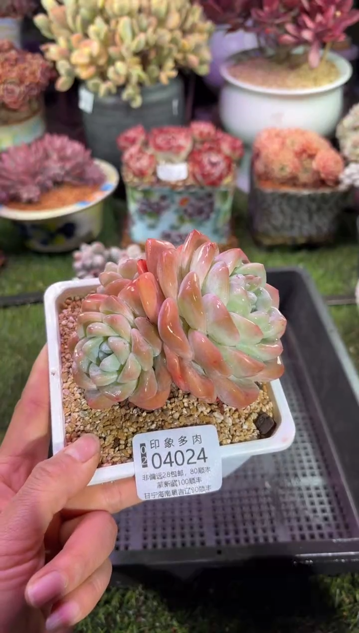 【闪购商品】04024