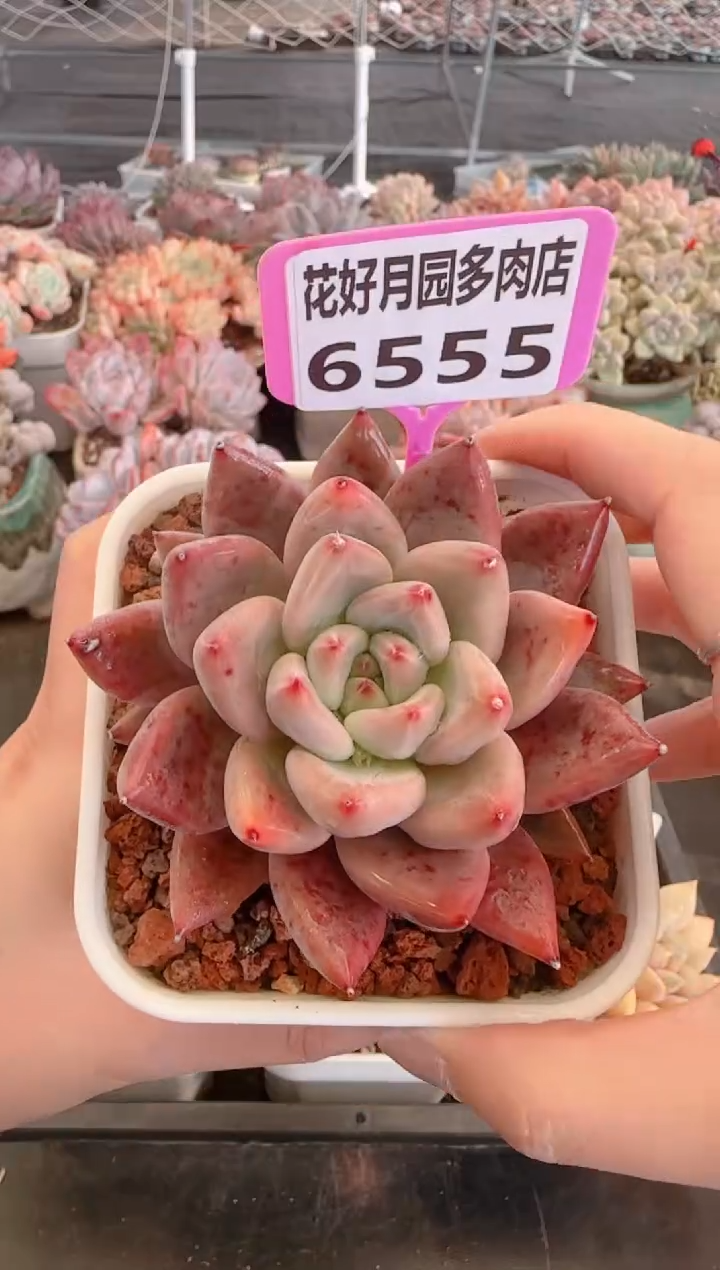 【闪购商品】6555.