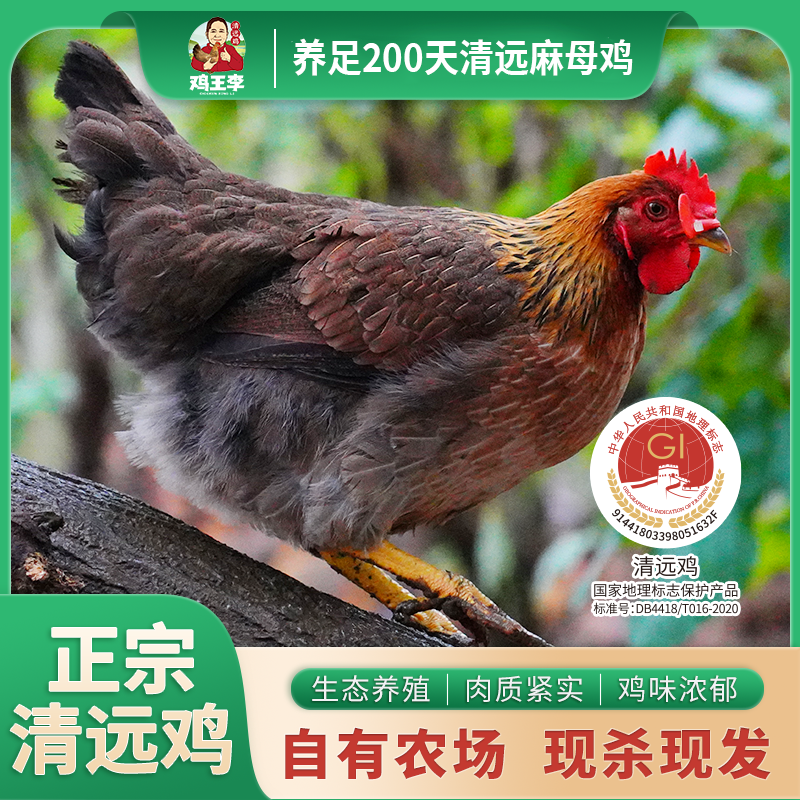 【现杀现发小时达200天清远麻母鸡】广东正宗清远麻母鸡1kg生态散养
