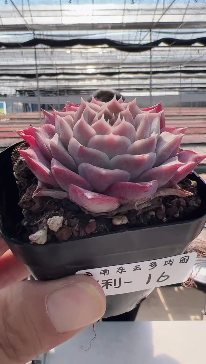 【闪购商品】福利款-16