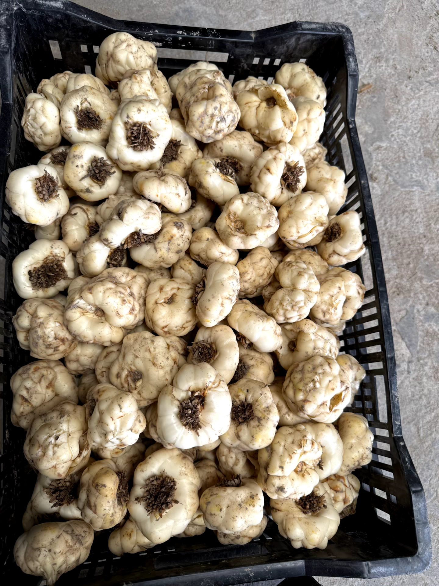 云南 腾冲火山灰土质 现挖现卖 新鲜 百合 微瑕疵果  不售后