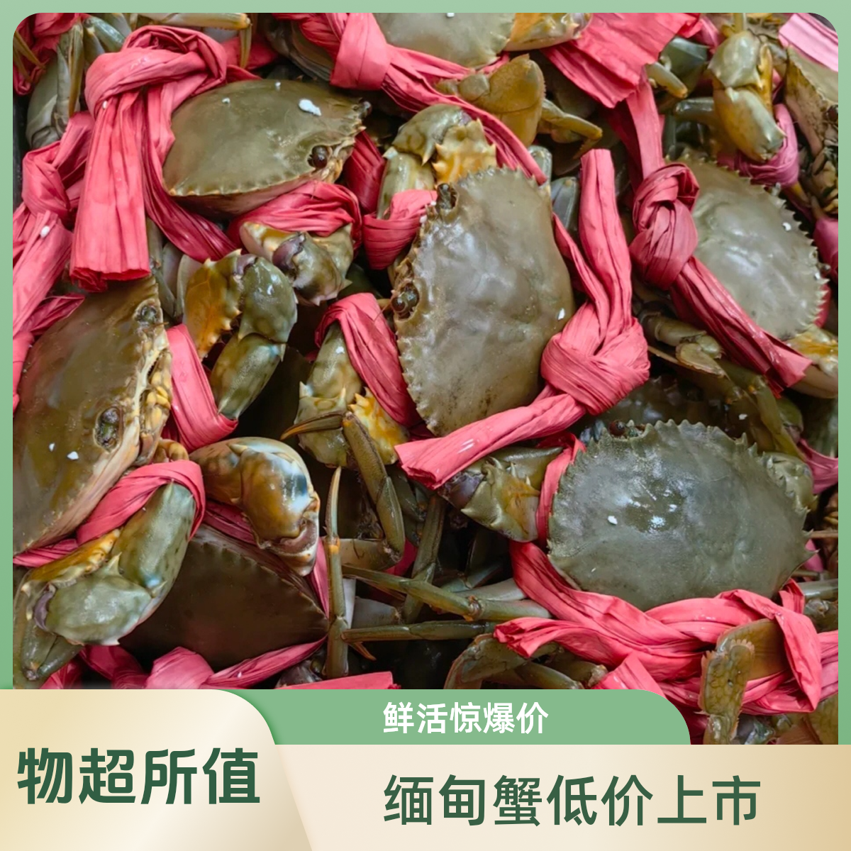 【福利】鲜活缅甸蟹220g~250g/只2.2公两到2.5公两一公斤4～5只部分螃蟹没有绑绳子杀的时候请注意避免被夹到手