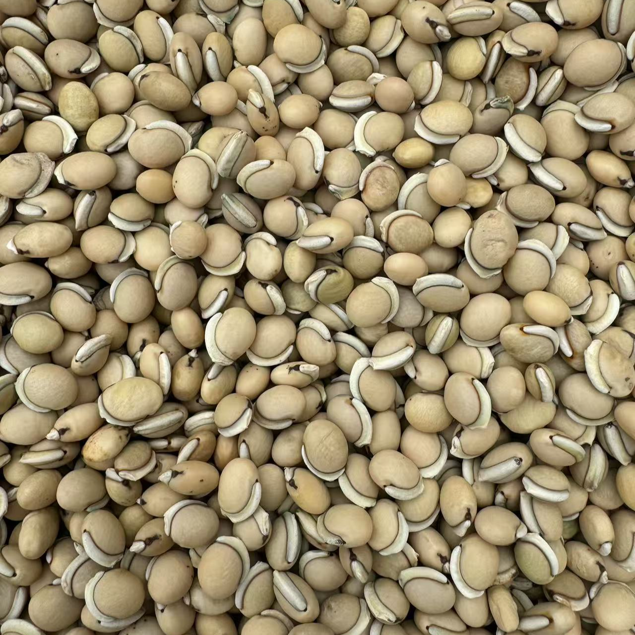 【郑书记助农】老品种白梅豆白扁豆黑边农家自种