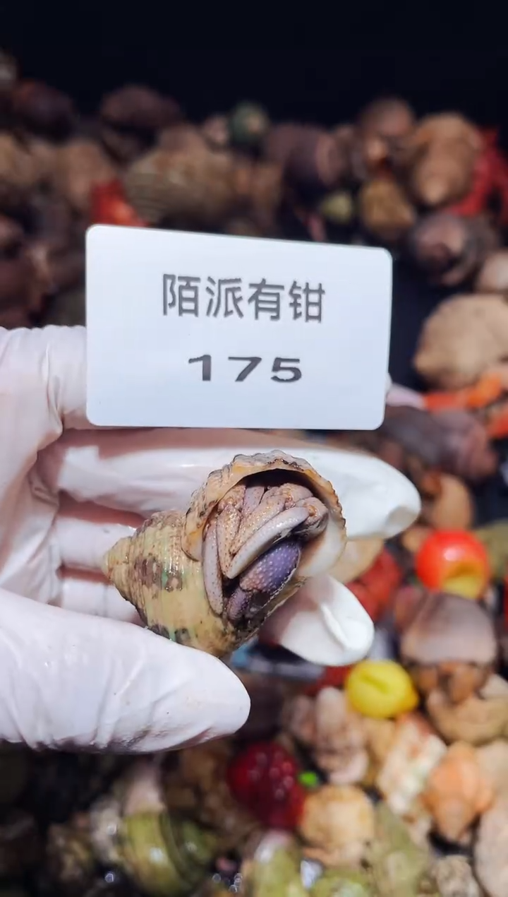 陌派有钳寄居蟹175