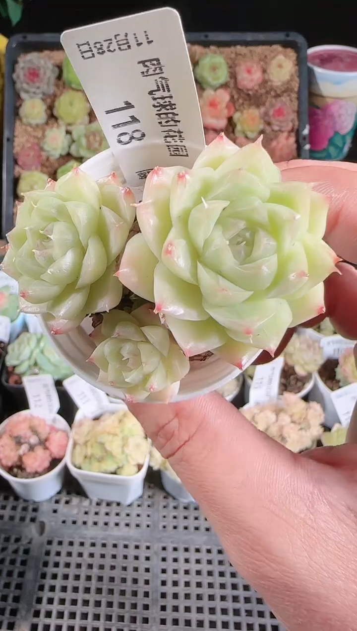 多肉1128-118群生不包整