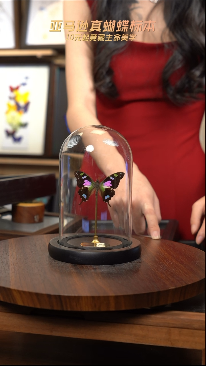 玫瑰青凤蝶小号玻璃罩