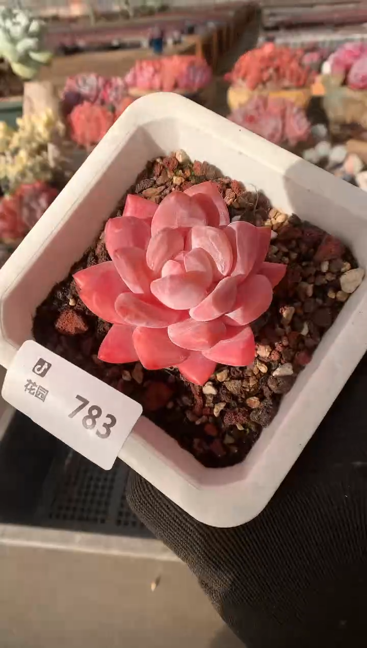 783雪天使一物一拍