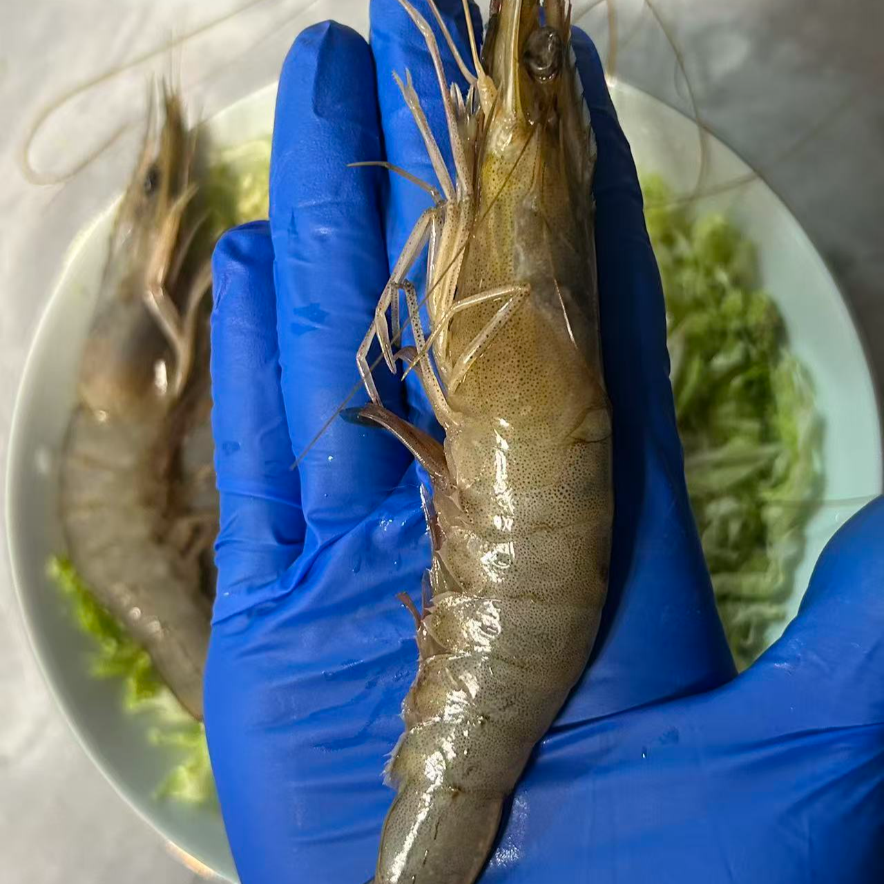 新鲜速冻东港海水东方虾 单只25g左右