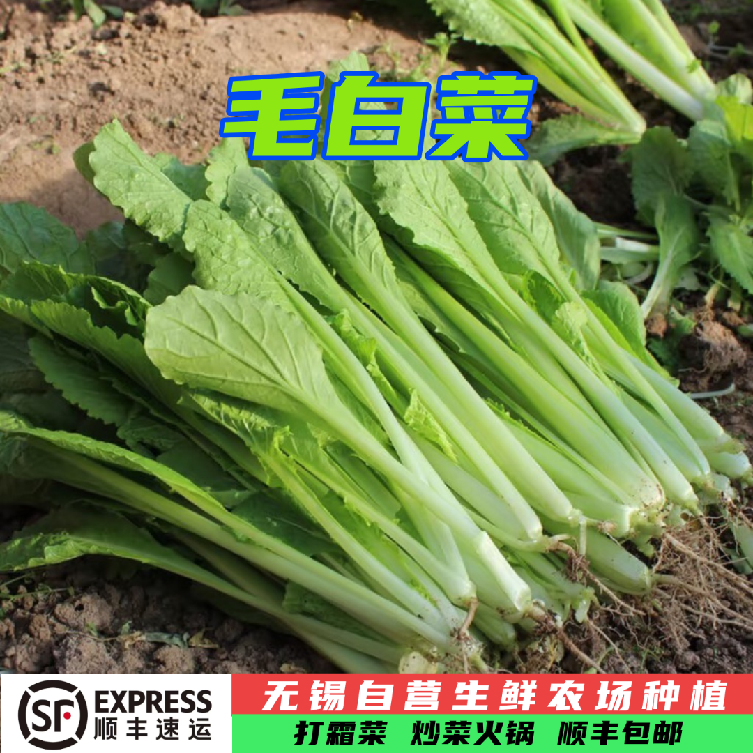 毛白菜 小白菜 顺丰包邮 现摘发货