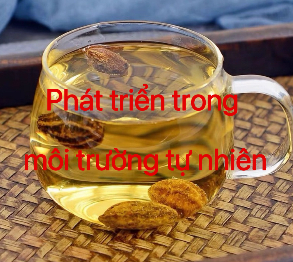 【杨先生专属】越南黄金果 高端珍藏品