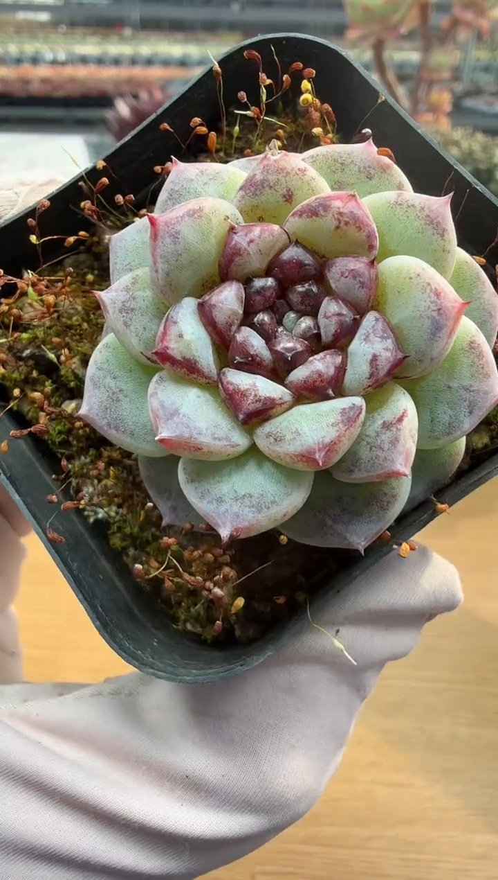 东云多肉园二店-221