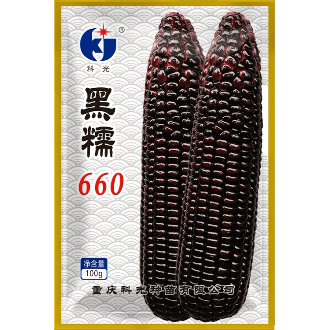 黑糯660高产玉米种子鲜食玉米水果玉米黑玉米糯玉米种子