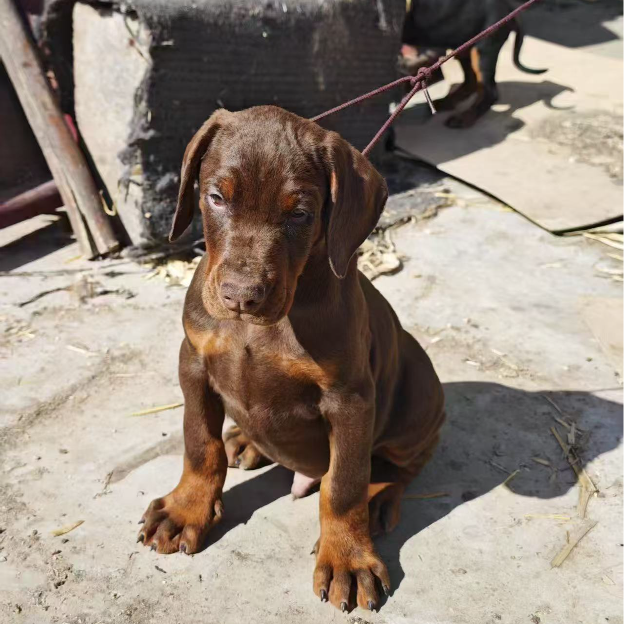 新（嘉犬雅舍杜宾繁育）狗狗活体