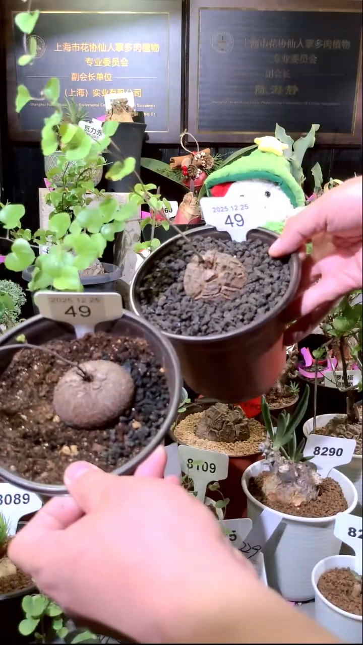 49号1225福利南非龟甲龙买一送一