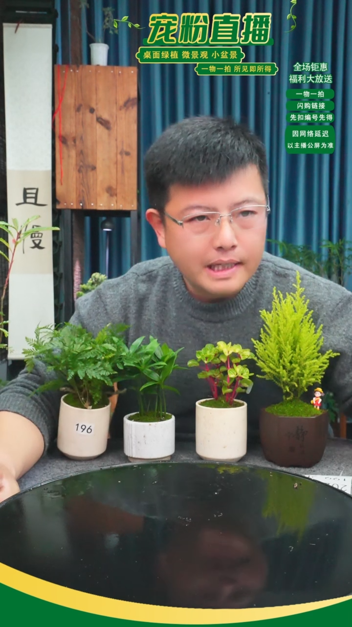 无花朵点**滴苔藓微景观196号
