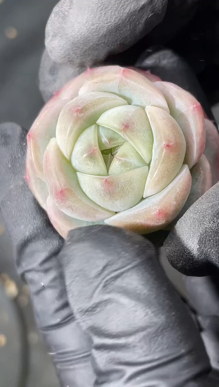 7-12 柠弹珠3-4厘米 量拍发一颗