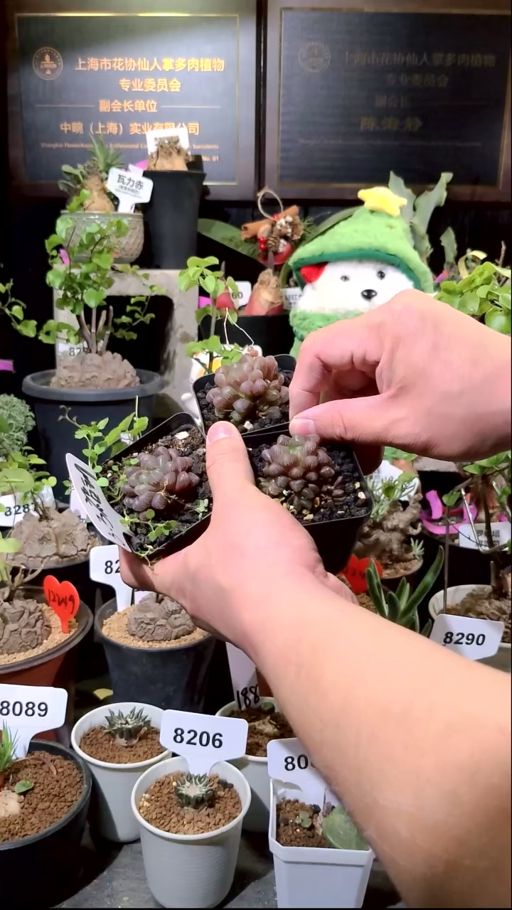 号1225点赞福利植物