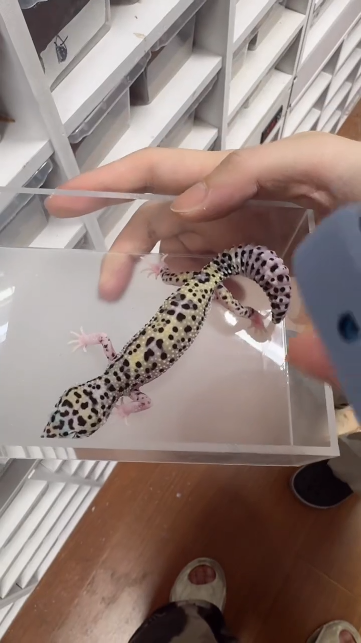 豹纹守宫豹纹守宫000012